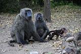 Ethiopia - Mago National Park - Baboons - 12